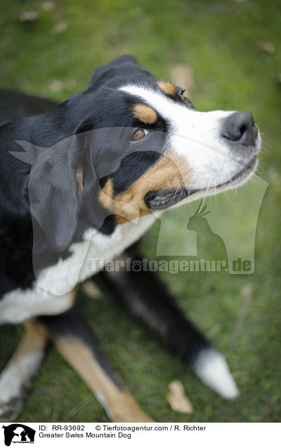 Groer Schweizer Sennenhund / Greater Swiss Mountain Dog / RR-93692