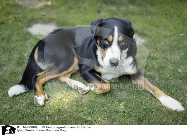 liegender Groer Schweizer Sennenhund / lying Greater Swiss Mountain Dog / RR-93694
