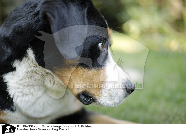 Groer Schweizer Sennenhund Portrait / Greater Swiss Mountain Dog Portrait / RR-93695