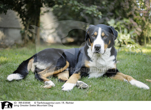 liegender Groer Schweizer Sennenhund / lying Greater Swiss Mountain Dog / RR-93696
