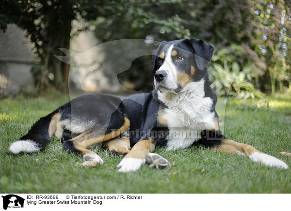 liegender Groer Schweizer Sennenhund / lying Greater Swiss Mountain Dog / RR-93699