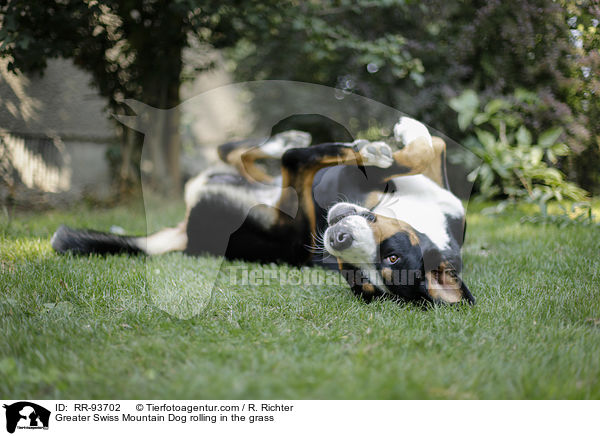 Groer Schweizer Sennenhund wlzt sich im Gras / Greater Swiss Mountain Dog rolling in the grass / RR-93702