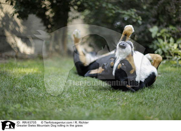 Groer Schweizer Sennenhund wlzt sich im Gras / Greater Swiss Mountain Dog rolling in the grass / RR-93705