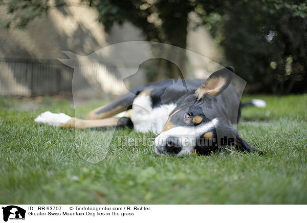 Groer Schweizer Sennenhund lliegt im Gras / Greater Swiss Mountain Dog lies in the grass / RR-93707