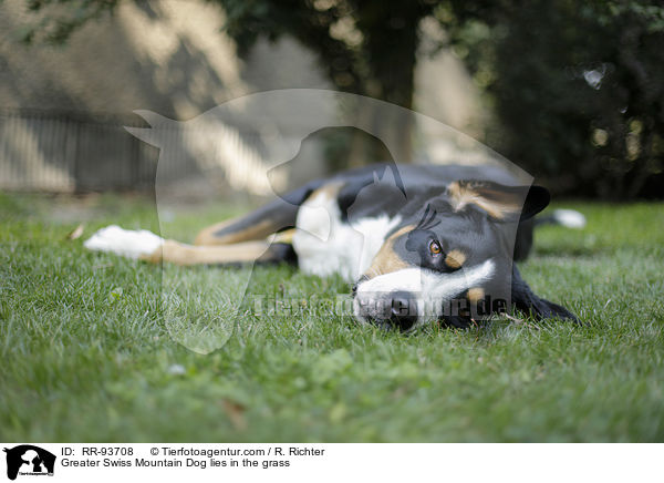 Groer Schweizer Sennenhund lliegt im Gras / Greater Swiss Mountain Dog lies in the grass / RR-93708