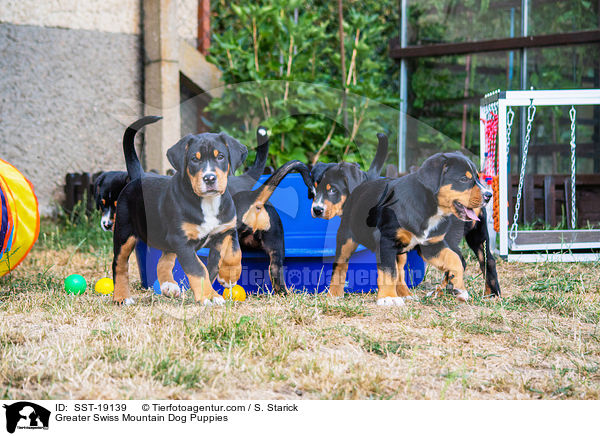 Groe Schweizer Sennenhund Welpen / Greater Swiss Mountain Dog Puppies / SST-19139