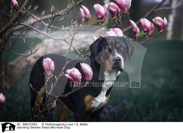 stehender Groer Schweizer Sennenhund / standing Greater Swiss Mountain Dog / SM-01093