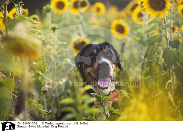 Groer Schweizer Sennenhund Portrait / Greater Swiss Mountain Dog Portrait / SM-01099
