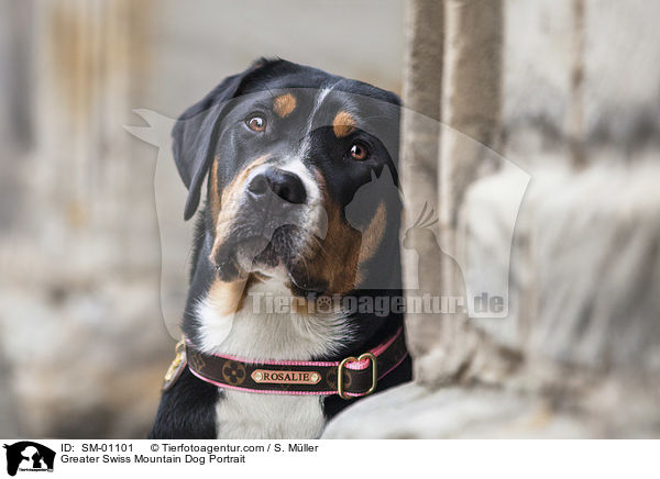 Groer Schweizer Sennenhund Portrait / Greater Swiss Mountain Dog Portrait / SM-01101
