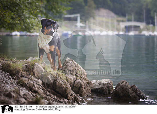 stehender Groer Schweizer Sennenhund / standing Greater Swiss Mountain Dog / SM-01110