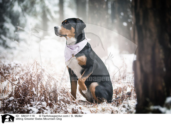 sitzender Groer Schweizer Sennenhund / sitting Greater Swiss Mountain Dog / SM-01116