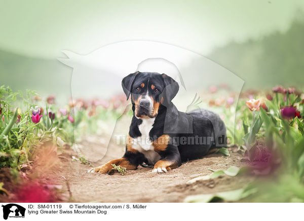 liegender Groer Schweizer Sennenhund / lying Greater Swiss Mountain Dog / SM-01119