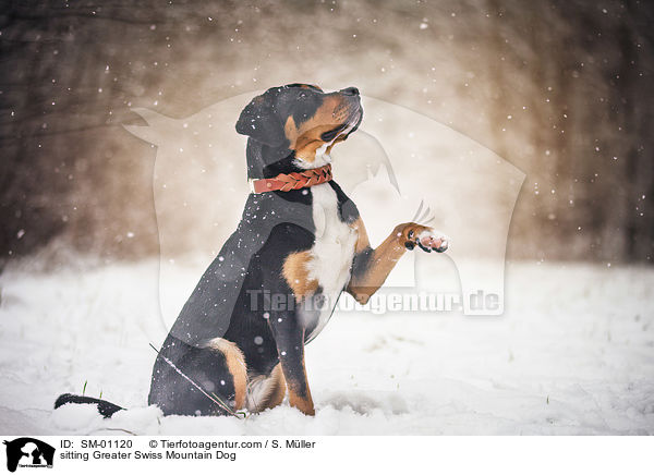 sitzender Groer Schweizer Sennenhund / sitting Greater Swiss Mountain Dog / SM-01120