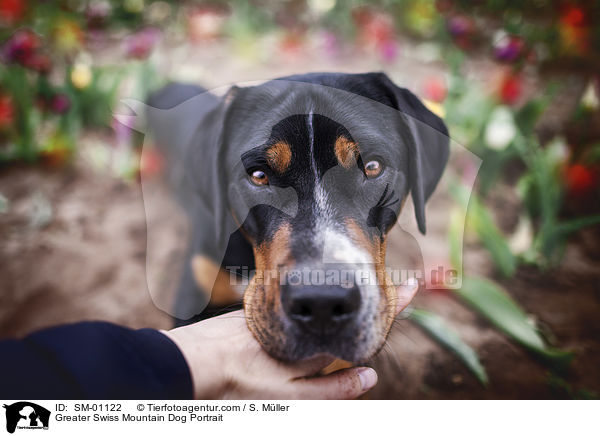 Groer Schweizer Sennenhund Portrait / Greater Swiss Mountain Dog Portrait / SM-01122