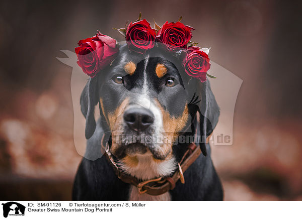 Groer Schweizer Sennenhund Portrait / Greater Swiss Mountain Dog Portrait / SM-01126