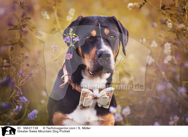 Groer Schweizer Sennenhund Portrait / Greater Swiss Mountain Dog Portrait / SM-01138