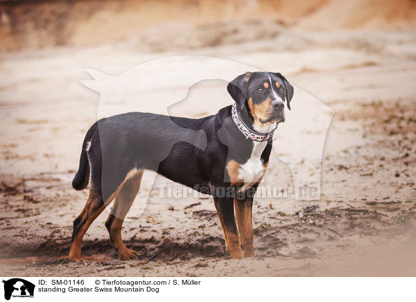 stehender Groer Schweizer Sennenhund / standing Greater Swiss Mountain Dog / SM-01146
