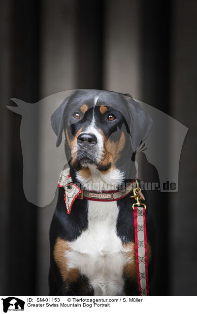 Groer Schweizer Sennenhund Portrait / Greater Swiss Mountain Dog Portrait / SM-01153