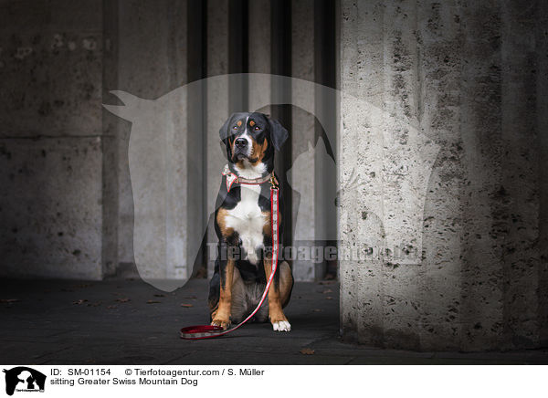 sitzender Groer Schweizer Sennenhund / sitting Greater Swiss Mountain Dog / SM-01154