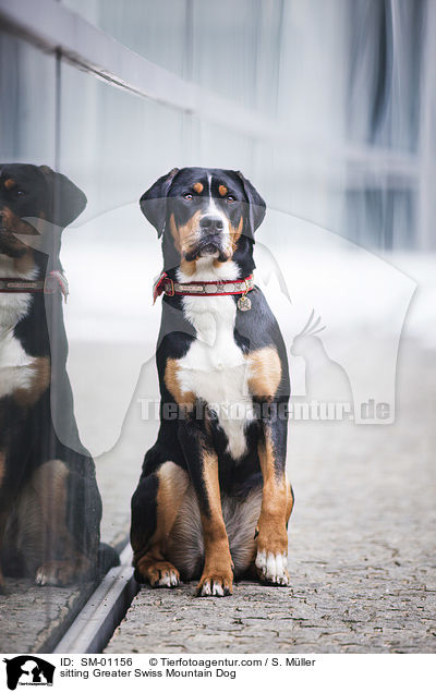sitzender Groer Schweizer Sennenhund / sitting Greater Swiss Mountain Dog / SM-01156