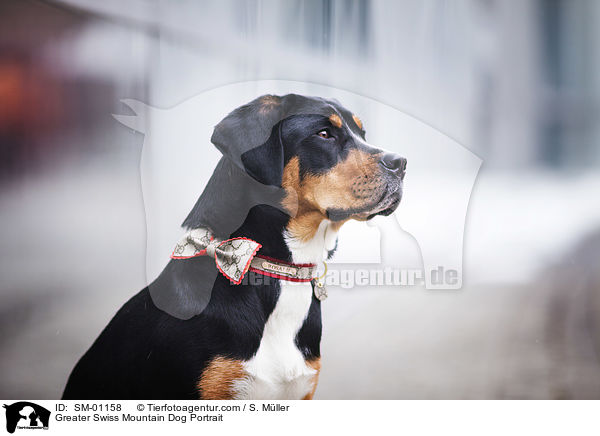 Groer Schweizer Sennenhund Portrait / Greater Swiss Mountain Dog Portrait / SM-01158