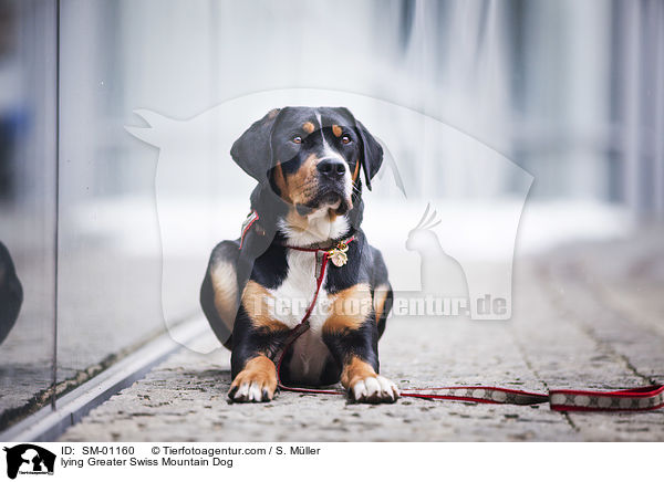 liegender Groer Schweizer Sennenhund / lying Greater Swiss Mountain Dog / SM-01160