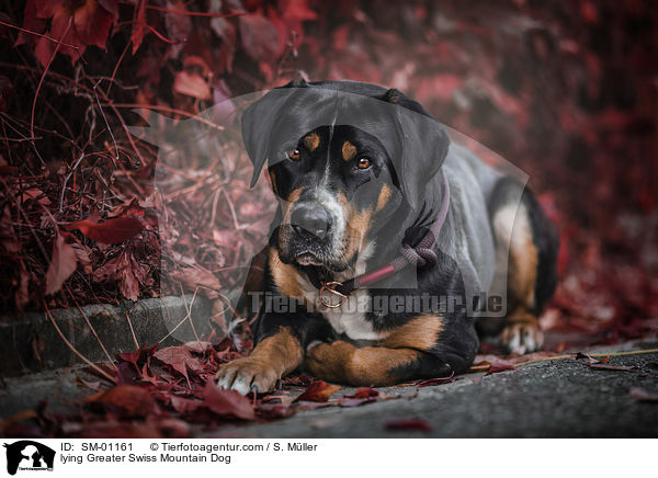 lying Greater Swiss Mountain Dog / SM-01161