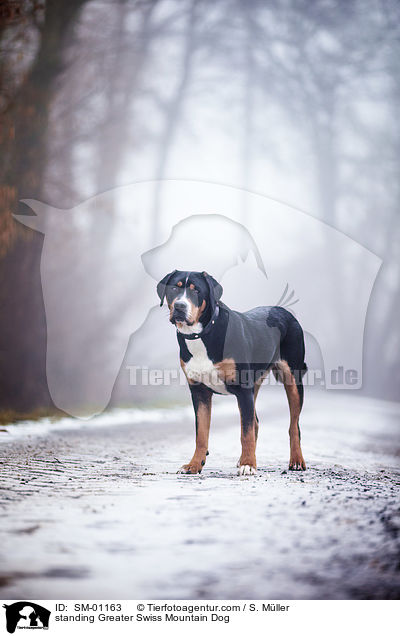 stehender Groer Schweizer Sennenhund / standing Greater Swiss Mountain Dog / SM-01163