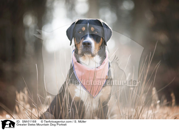 Groer Schweizer Sennenhund Portrait / Greater Swiss Mountain Dog Portrait / SM-01168