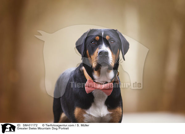 Groer Schweizer Sennenhund Portrait / Greater Swiss Mountain Dog Portrait / SM-01172