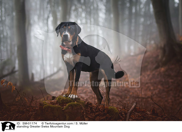 stehender Groer Schweizer Sennenhund / standing Greater Swiss Mountain Dog / SM-01174
