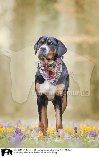 stehender Groer Schweizer Sennenhund / standing Greater Swiss Mountain Dog / SM-01176