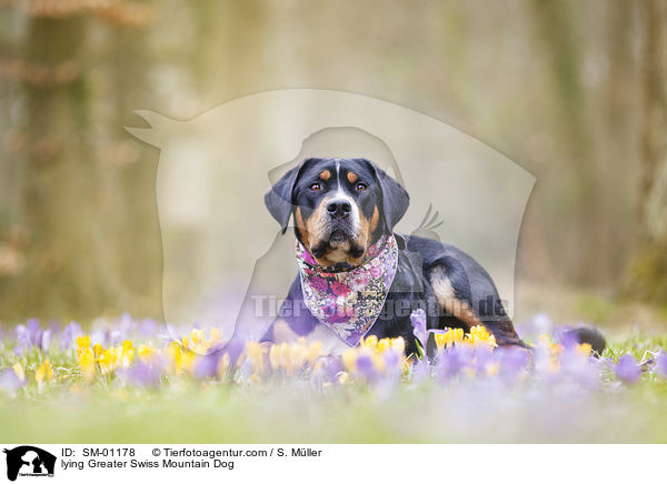 liegender Groer Schweizer Sennenhund / lying Greater Swiss Mountain Dog / SM-01178