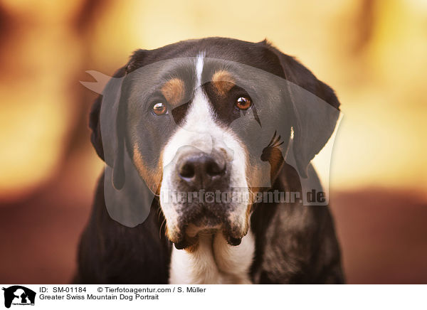 Groer Schweizer Sennenhund Portrait / Greater Swiss Mountain Dog Portrait / SM-01184