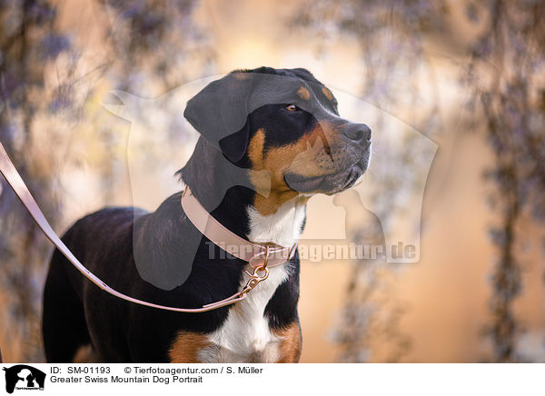 Groer Schweizer Sennenhund Portrait / Greater Swiss Mountain Dog Portrait / SM-01193