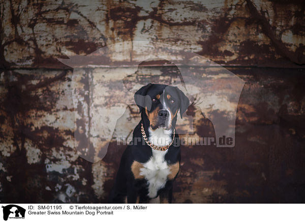 Groer Schweizer Sennenhund Portrait / Greater Swiss Mountain Dog Portrait / SM-01195