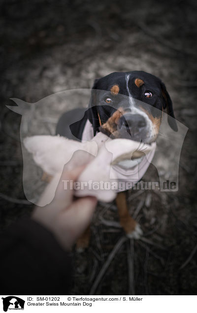 Greater Swiss Mountain Dog / SM-01202