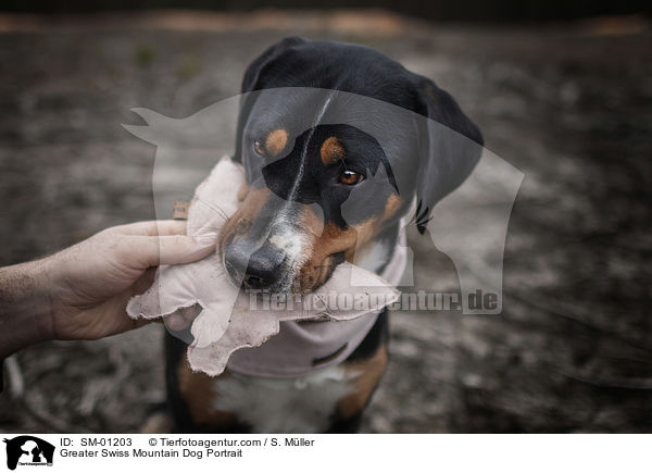 Groer Schweizer Sennenhund Portrait / Greater Swiss Mountain Dog Portrait / SM-01203