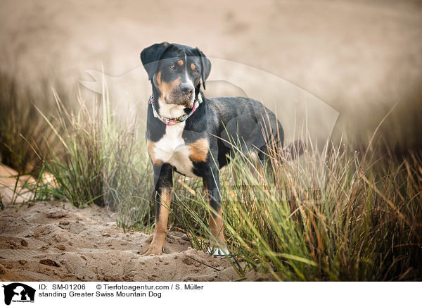 standing Greater Swiss Mountain Dog / SM-01206