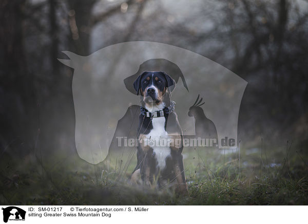 sitzender Groer Schweizer Sennenhund / sitting Greater Swiss Mountain Dog / SM-01217