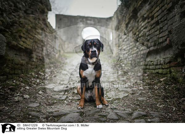 sitzender Groer Schweizer Sennenhund / sitting Greater Swiss Mountain Dog / SM-01229
