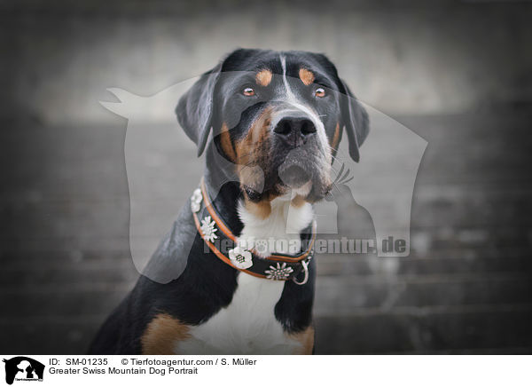 Groer Schweizer Sennenhund Portrait / Greater Swiss Mountain Dog Portrait / SM-01235