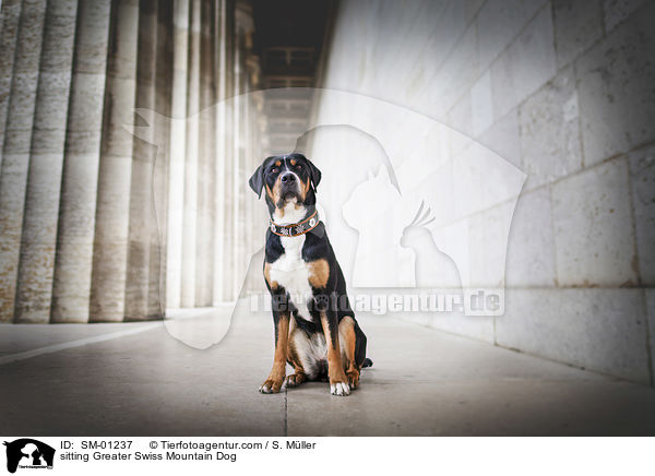 sitzender Groer Schweizer Sennenhund / sitting Greater Swiss Mountain Dog / SM-01237
