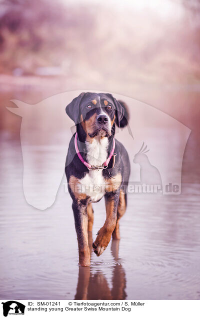 stehender junger Groer Schweizer Sennenhund / standing young Greater Swiss Mountain Dog / SM-01241