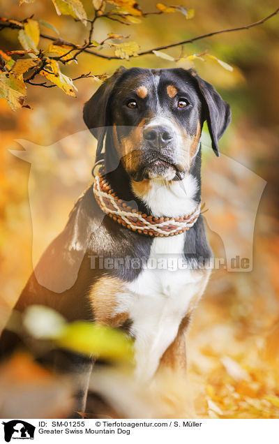 Groer Schweizer Sennenhund / Greater Swiss Mountain Dog / SM-01255