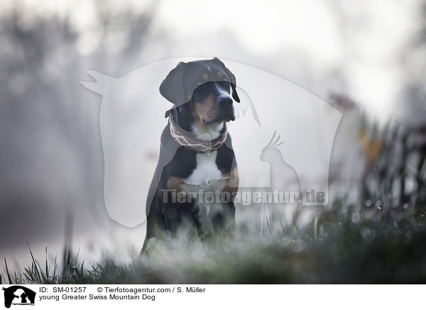 sitzender junger Groer Schweizer Sennenhund / young Greater Swiss Mountain Dog / SM-01257