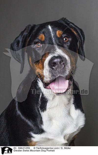 Groer Schweizer Sennenhund Portrait / Greater Swiss Mountain Dog Portrait / SM-01259