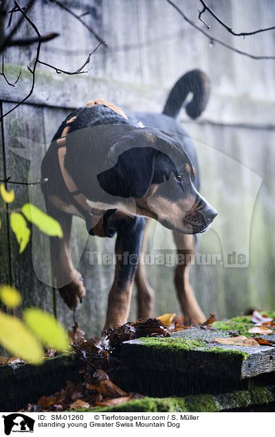 stehender junger Groer Schweizer Sennenhund / standing young Greater Swiss Mountain Dog / SM-01260