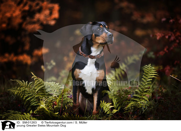 sitzender junger Groer Schweizer Sennenhund / young Greater Swiss Mountain Dog / SM-01263