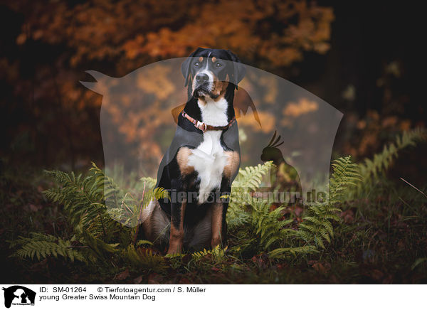 sitzender junger Groer Schweizer Sennenhund / young Greater Swiss Mountain Dog / SM-01264